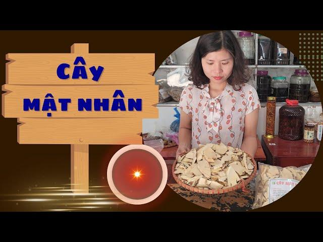 Cây Mật Nhân - Công Dụng Của Cây Mật Nhân | giá 100k/1kg - tháng 4/2024