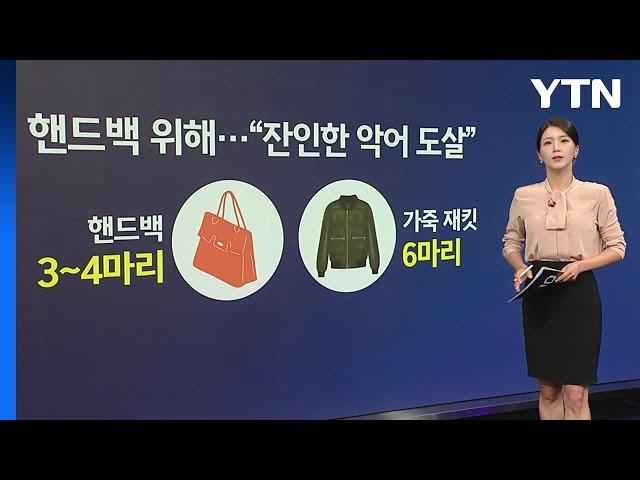 [지금e뉴스] 악어백 / 푸바오 / YTN