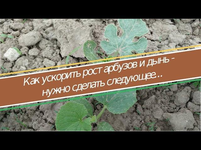 Как вырастить арбуз в домашних условиях, часть 1 - ускоряем рост арбузов и дынь