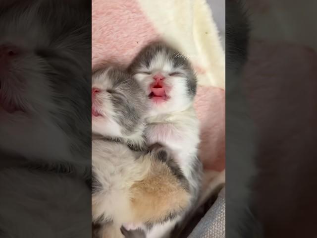 Dreaming Kittens #kitten #cat #adoreble #猫 #cute #catvideos #funny