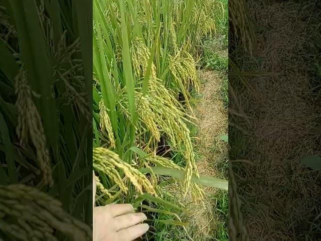 cùng em ra thăm ruộng lúa sắp chín.. sắp đc gặt rồi ạ