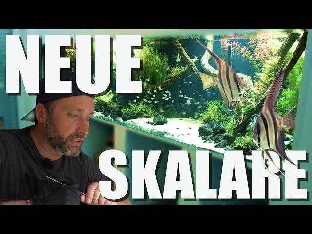 Jochens XXXL 3,75m Aquarium - Neue FISCHE und heftiger Pflanzenschnitt!!!