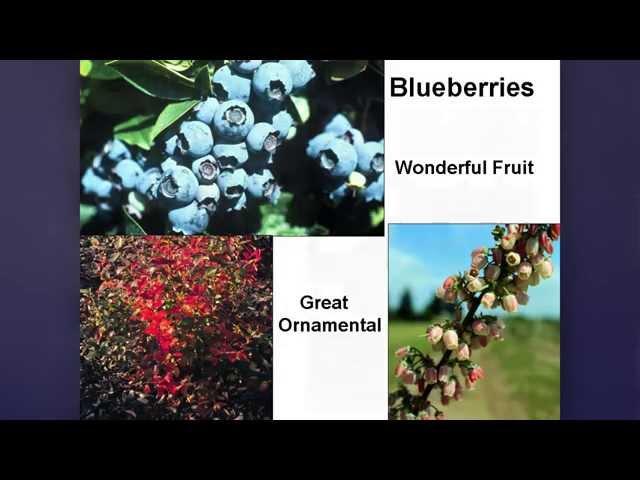 OSU Master Gardener: Growing Blueberries