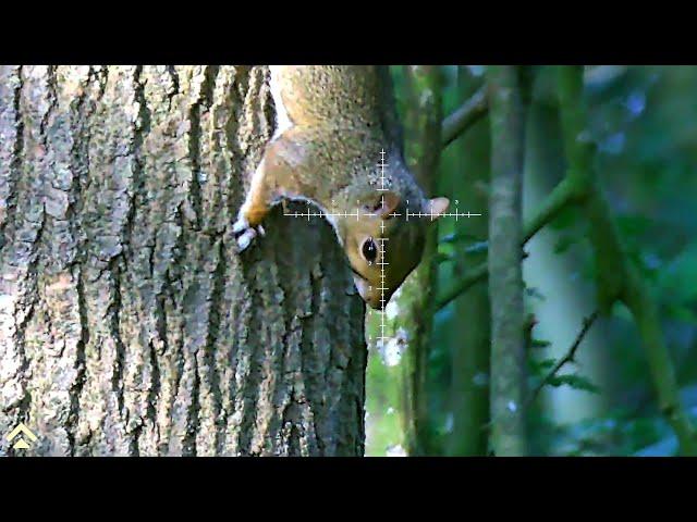 Pest Control with Air Rifles - Squirrel Shooting - Manbily Tripod