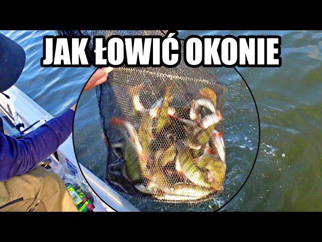 JAK ŁOWIĆ OKONIE ?! WSZYSTKO od A do Z !!! Jak łowić na jaskółkę