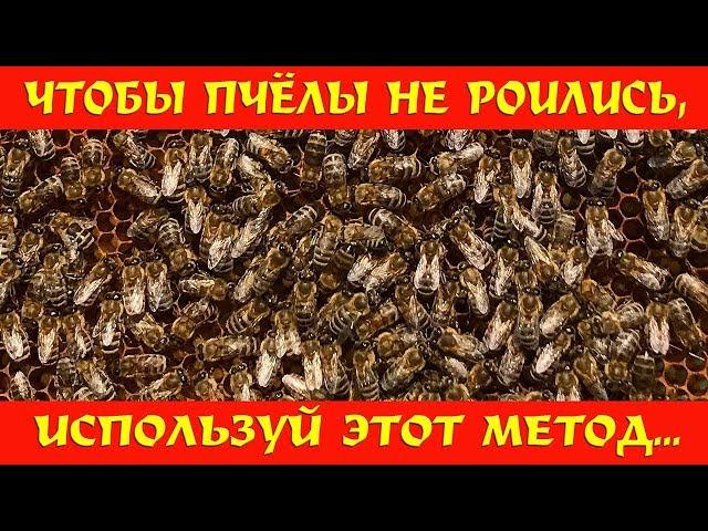 Чтобы пчёлы не роились, используй этот метод!