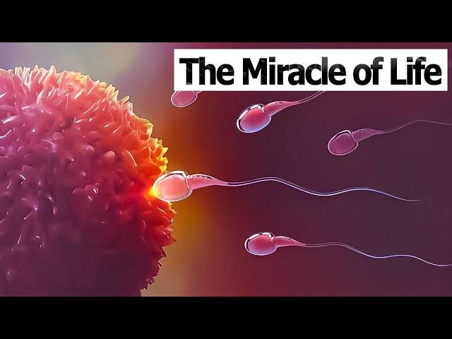 CONCEPTION TO FETUS | The Miracle of Life | Medical 3D Animation of Conception/Fertilization