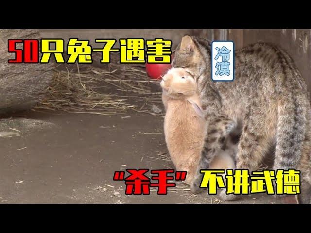 可憐的兔子慘遭野貓攻擊#兔子 #動物#救助#野貓#拯救 #生命