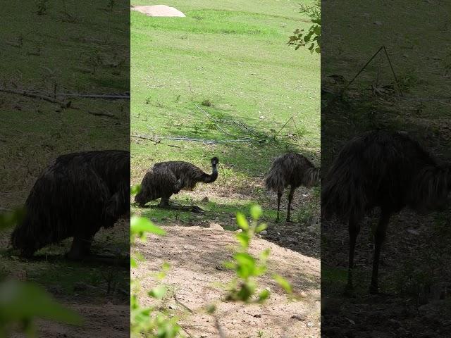 Emu Maximus Chronicles of the Largest Flightless Wonder