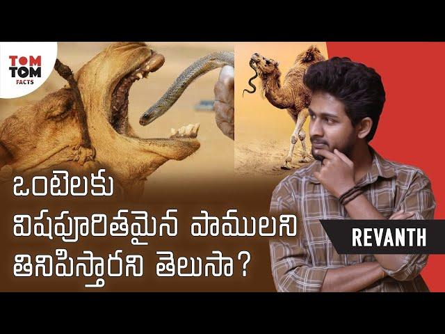 Facts About Camel By Revanth | TomTom Facts #shorts