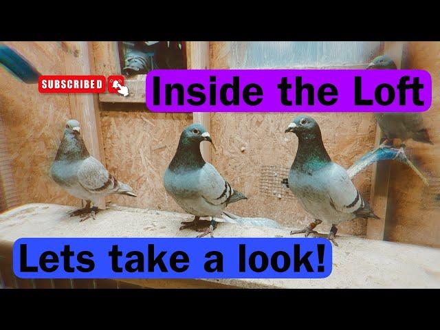 Inside the Loft: Breeders, Foundation Pair & Race Team Update!