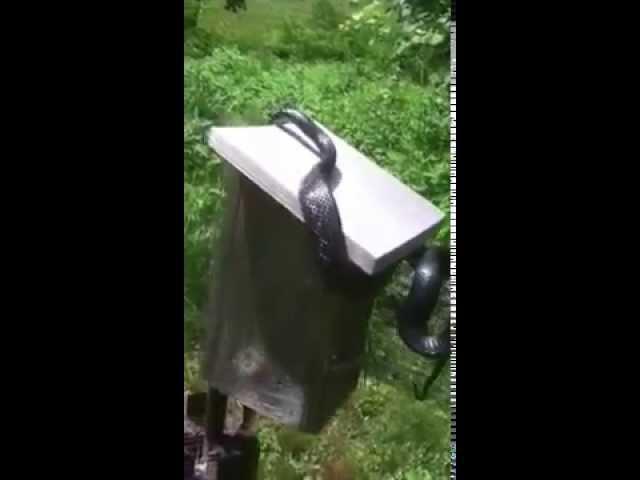 Snake On A Nestbox Found-Bluebird Trail in Patrick County, VA