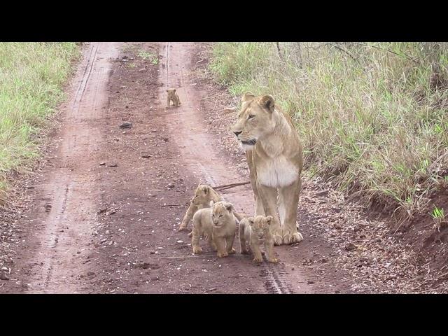 Female lion with her new cubs - vigilant and trying to keep her cubs safe!