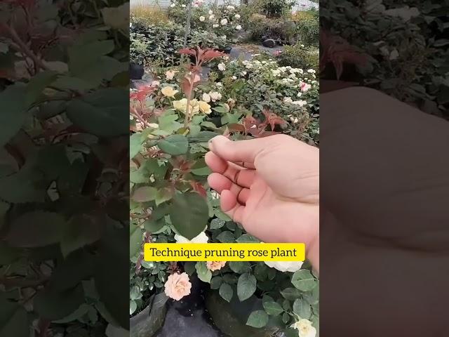 technique pruning rose plant #prune #garden #gardenflower #gardening #maintenance