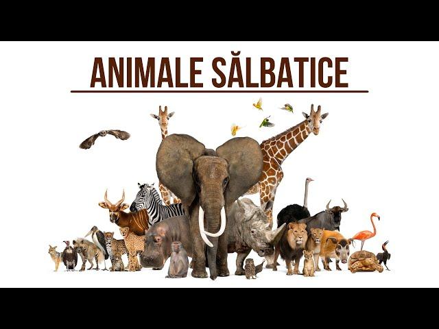 Animalele salbatice si sunetele lor! 2