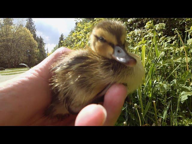 Scared Lost Baby Duckling