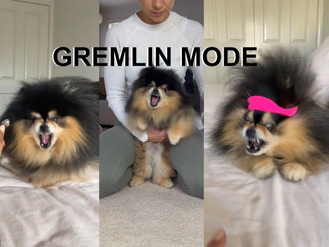 Compilation Of My Sassy Dog In "Gremlin Mode"