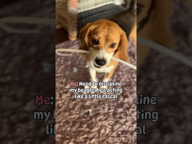 Can beagles be disciplined?  #beagletales #beaglelife #puppy