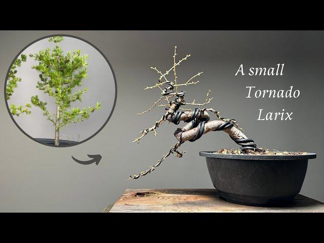 A small Larix decidua Bonsai / development in one year