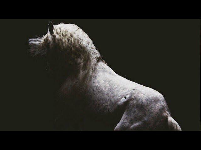 Warriors || Equestrian Music Video