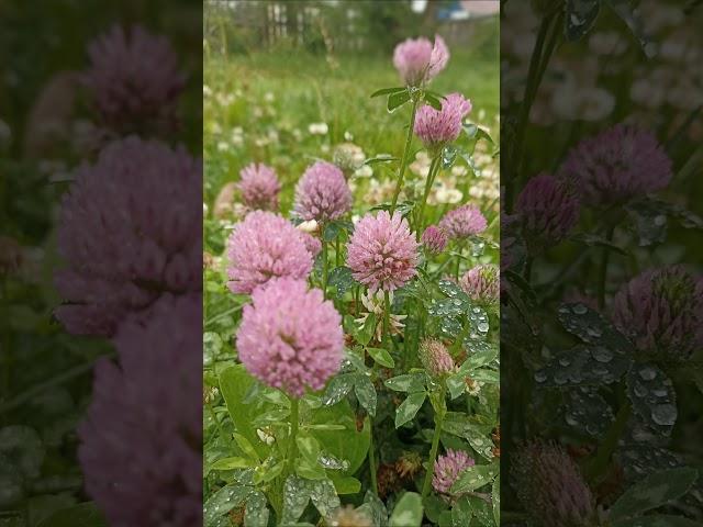 Клевер. Роспись по ткани. Лоскутное шитье.