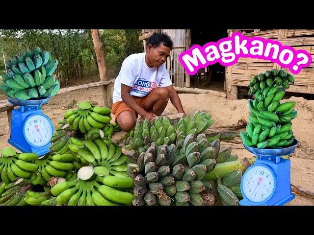 Nagbenta si Jerry ng Saging magkano ang Kinita | HARVEST AND SELL | BUHAY PROBINSYA