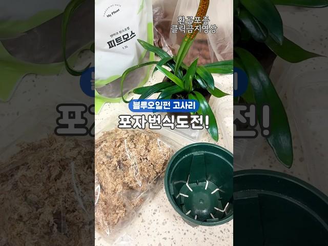 고사리 포자번식으로 #고사리 부자 된 사연 피트모스에 하세요 꼭이요 #식물키우기