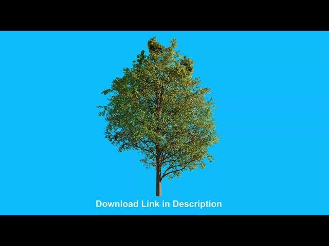 Free Tree Animation on Blue Background | Mycreativefx Stock Footage