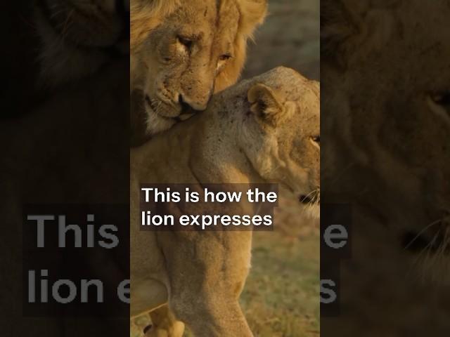 Lion Love: How Male Lions Show Affection to Their Mates