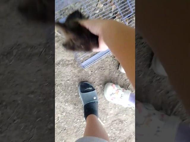 Свинот