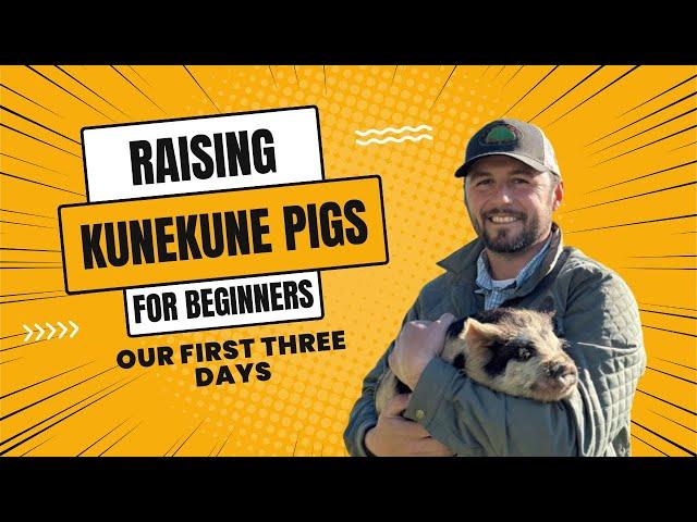 Raising Kunekune pigs: For Beginners (our first three days)