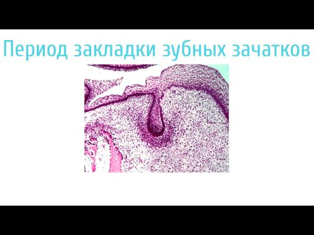 Развитие зуба   Odontogenesis