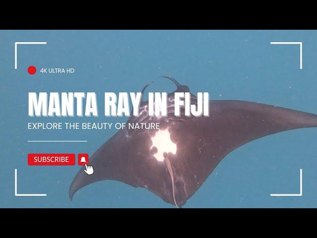 Manta Ray in Fiji