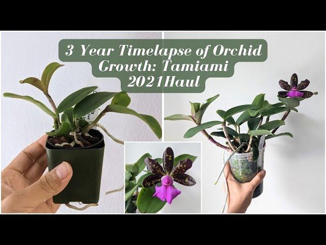 3 Year Update on 12 Orchids | Tamiami Orchid Festival Haul 2021-2024 ~From Seedling to Blooming~