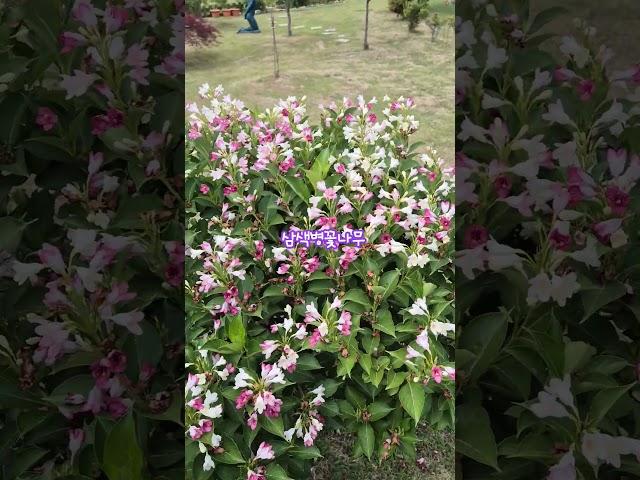 #삼색병꽃나무