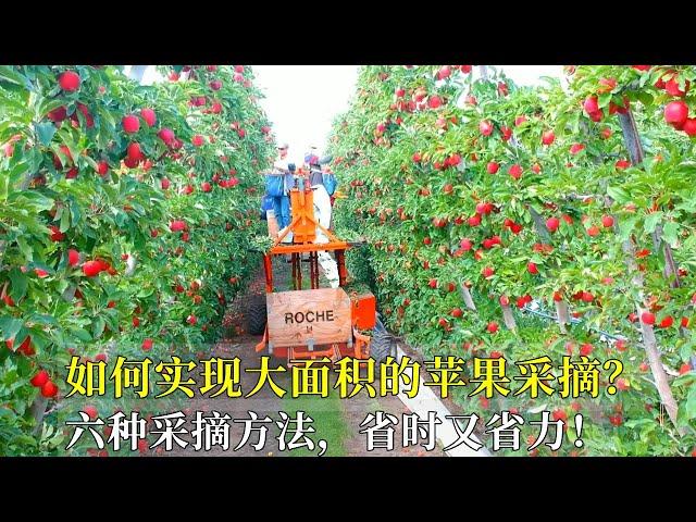 Six Different Ways to Pick Apples||如何實現大面積蘋果採摘？六種不同的方法，省時又省力！