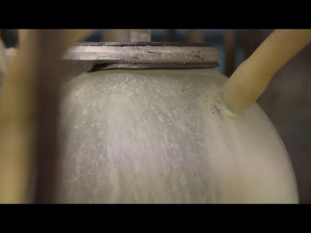 Pasture for Life Dairy – The Belvoir Ridge success story