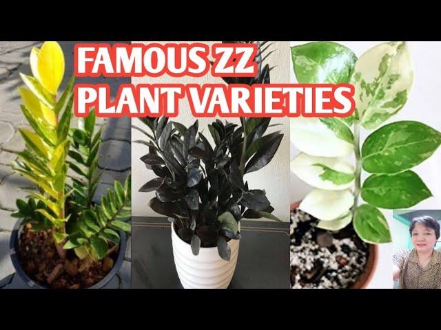 ZZ PLANT VARIETIES/ZAMIOCULCAS ZAMIIFOLIA SPECIES @margiepulido21