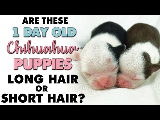 Puppies 1 day old! Will they be long coat or short? | Sweetie Pie Pets by Kelly Swift