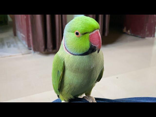 Indian Ringneck Parrot followed Mummy