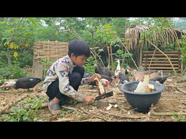 Poor boy - Vegetable garden care | New gardening | Cooking | Cooking for pigs