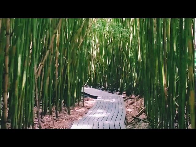 Haleakala National Park bamboo forest hike in Hawaii - Pipiwai Trail: Best Maui hikes!