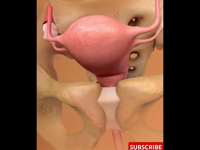 Understanding Female Anatomy (Female Organs Explained)