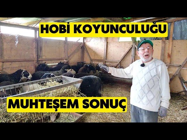 HOBİ KOYUNCULUĞUNDA BEKLENMEDİK SONUÇ (15 Siyah Doğufriz İle Ne Kazanıyor?)