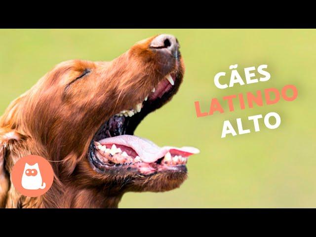 Cachorros LATINDO ALTO  (Veja como seu CÃO REAGE)