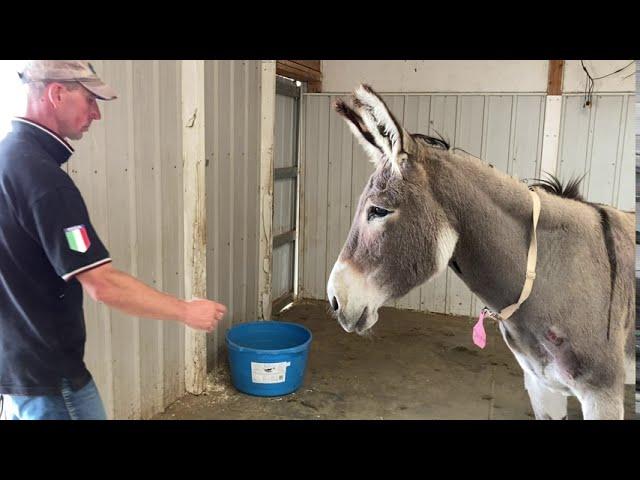 Scared Donkey Learns The Importance Of Trust