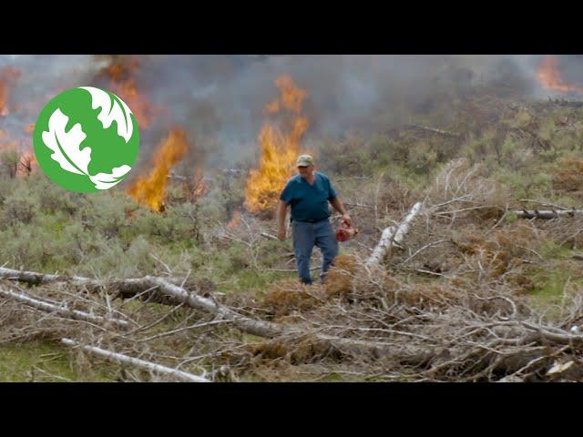 Fire and Thinning Keep Trees from Invading the Sagebrush Sea