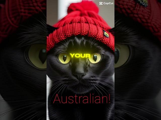 We will be together #cat