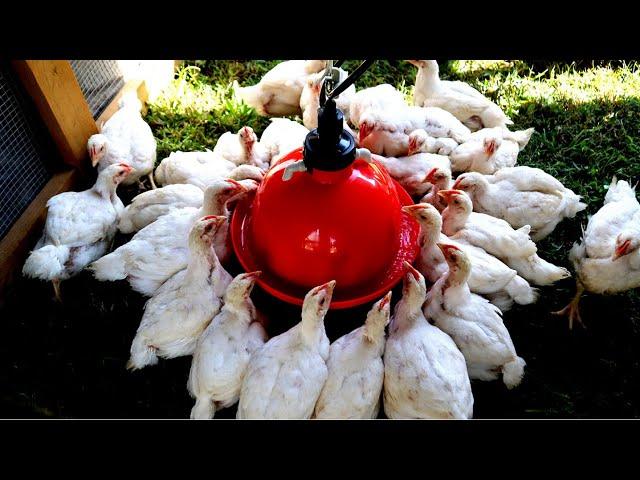 The Best Chicken Waterer | Plasson Broiler Drinker Unboxing and Setup