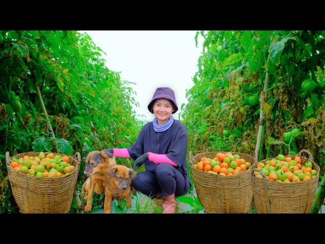 Harvesting Ripe Red Tomatoes Goes To Market Sell - Cooking, Farm, Gardening, Daily Life | Tieu Lien